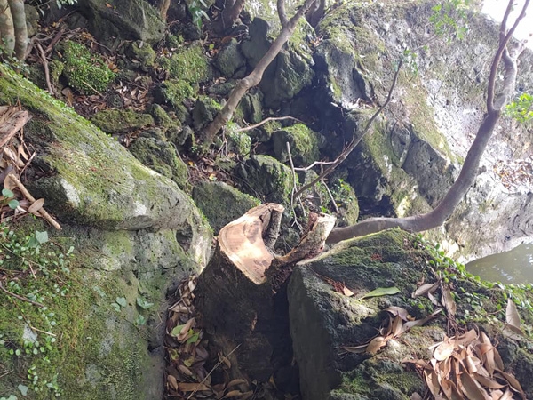 직경 40cm 황칠나무가 불법 벌목되어 있는 현장