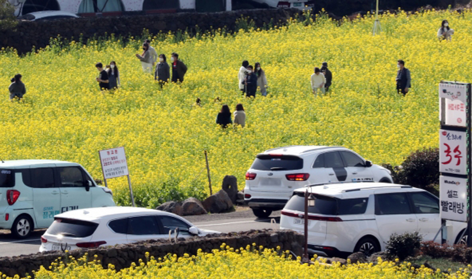 서귀포시 안덕면 산방산 인근 유채꽃밭에서 관광객들이 여유를 즐기고 있다.(자료사진)